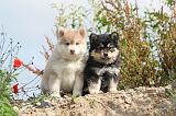 CHIEN FINNOIS DE LAPONIE 389
